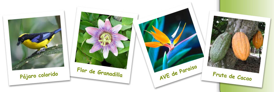 Flor de Granadilla AVE de Paraiso Fruta de Cacao Pájaro colorido